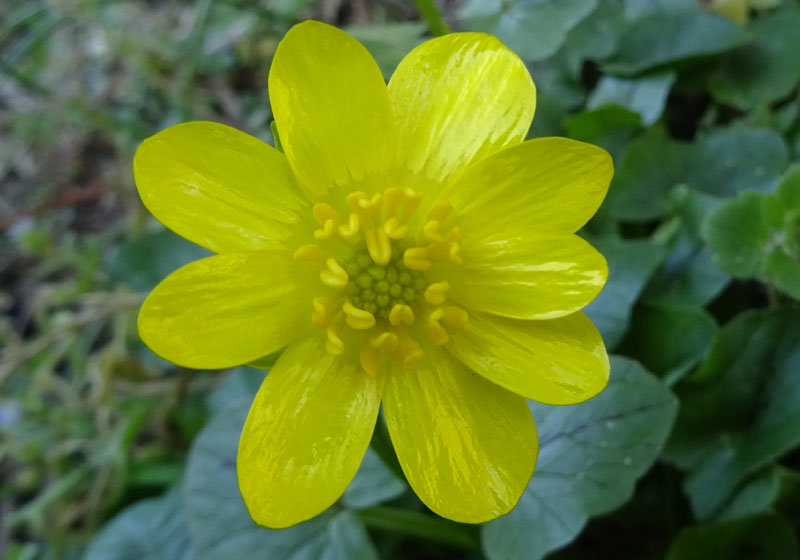 Ficaria verna subsp. verna / Ranuncolo favagello